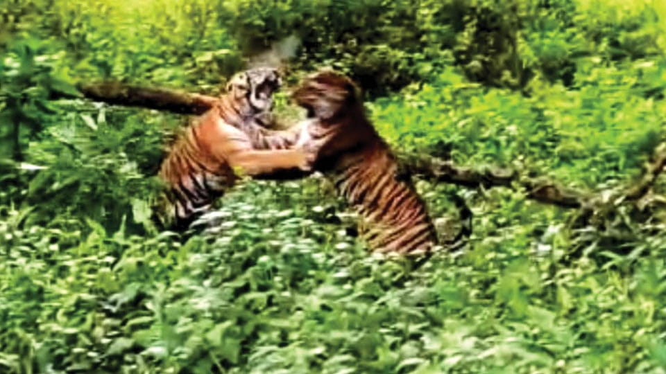 Tigers brawl for territory