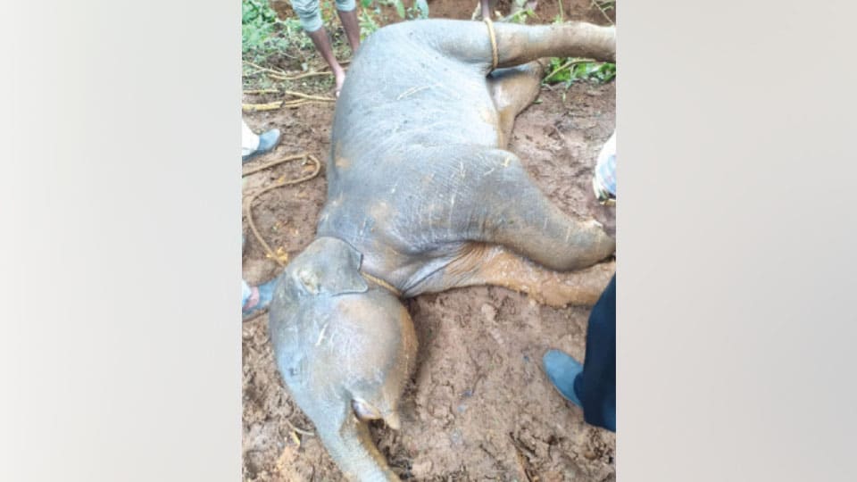 Elephant calf found drowned