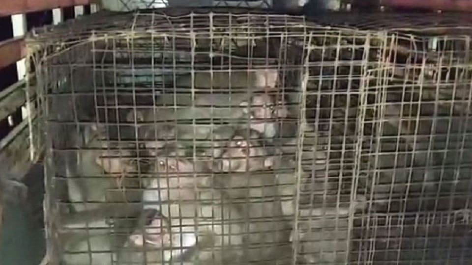 Gram Panchayat officials accused of cruelty on captured monkeys