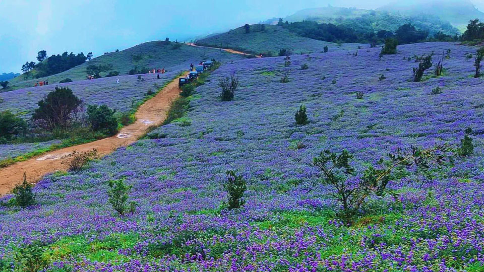 Tourists crowd purple hills despite weekend curfew