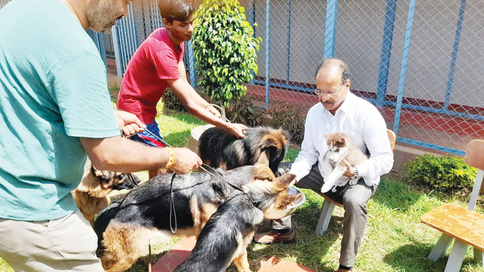 International Dog Day today: ‘Feed stray dogs, get them vaccinated’