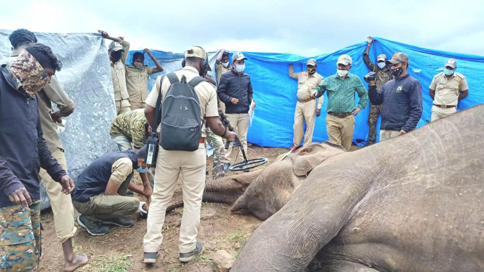 Makna elephant found dead in Hunsur
