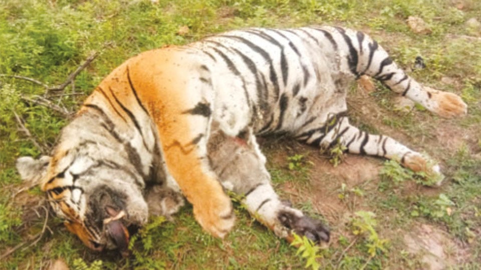 Tiger dies in territorial fight