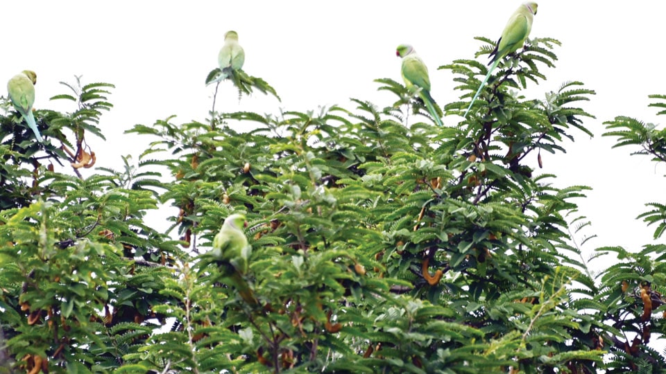 If parakeets can maintain social distancing, why can’t we?