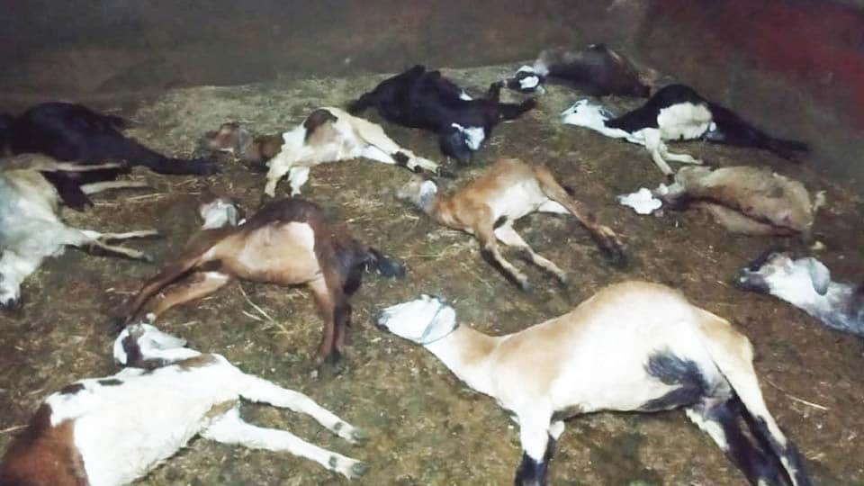 Mystery shrouds death of 16 goats in Srirangapatna