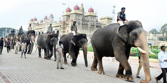 Five new elephants in this year’s Dasara jumbo squad