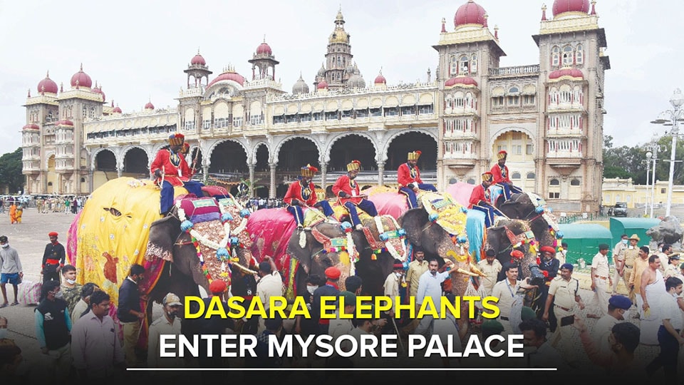 Dasara elephants enter Mysore Palace