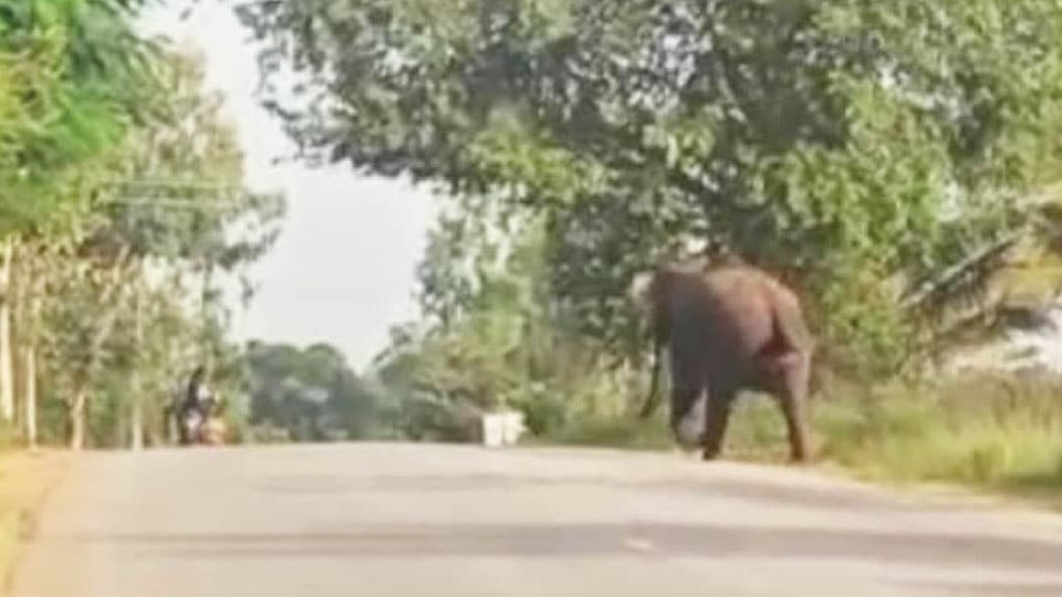 Lone tusker creates tension among villagers in K.R. Pet