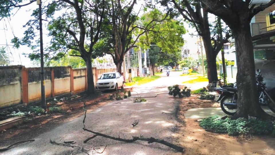 Falling tree branches causing problems to residents of DVC Layout