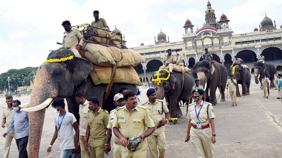 Weight training for Howdah elephant begins