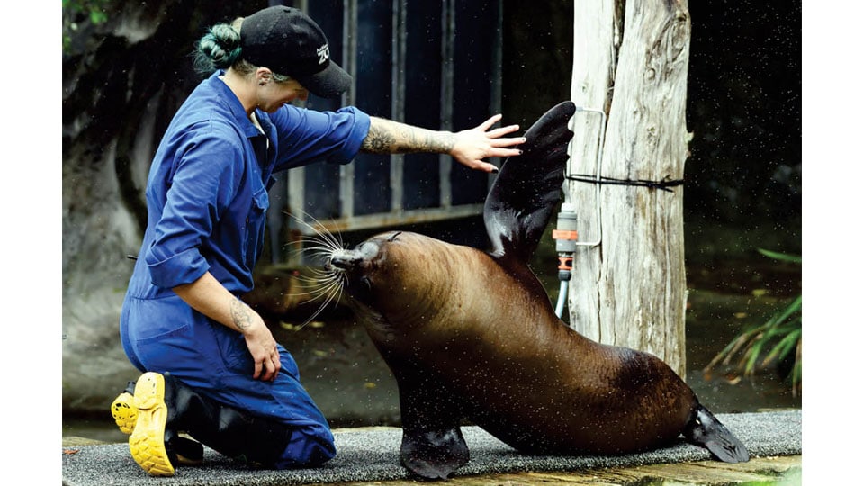 Mysuru-based wildlife photographer bags award from Auckland Zoo