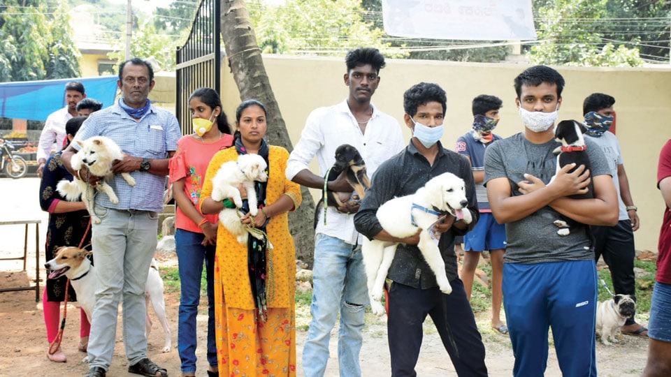 More than 300 pet dogs vaccinated in free drive