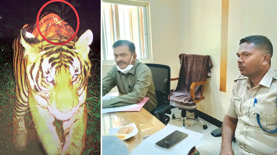 Tiger that had killed tribal youth found dead