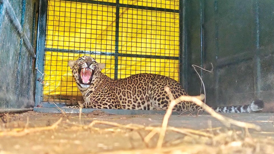 Six-month-old leopardess trapped near Srirangapatna