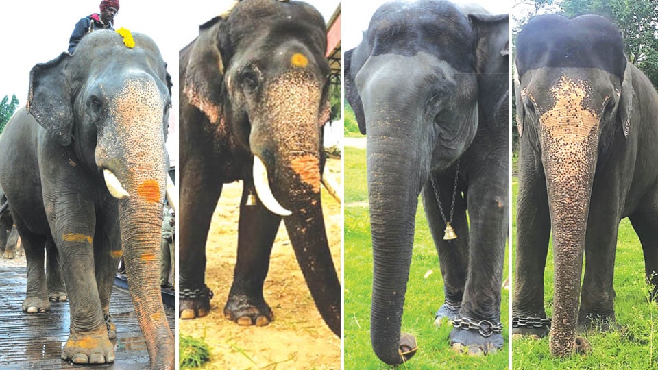 Eight Jumbos to take part in ‘Nada Habba’