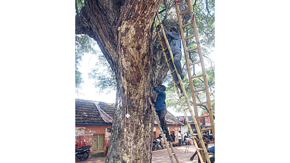 ‘Protect trees from slow death’