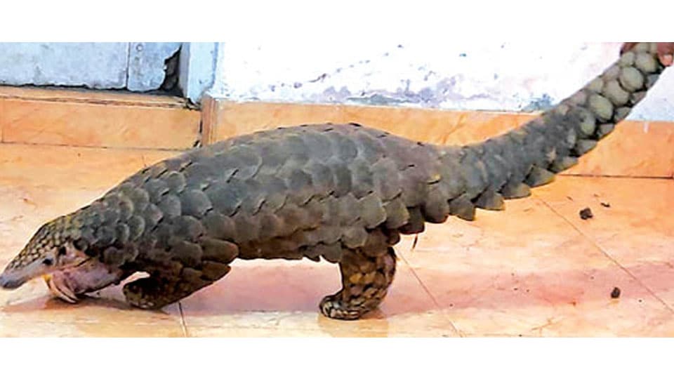 Three arrested for smuggling pangolin