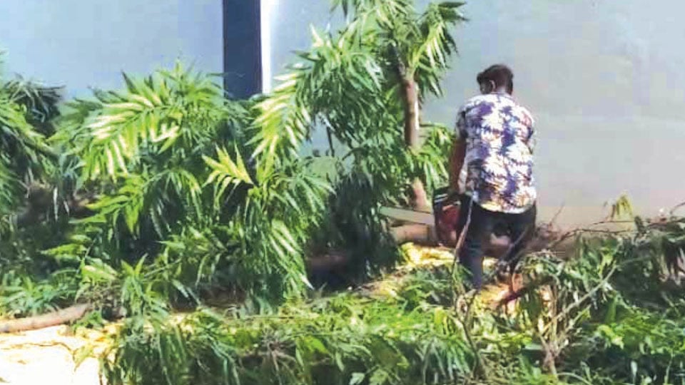 Mandya SP lands in controversy for felling trees in official residence premises