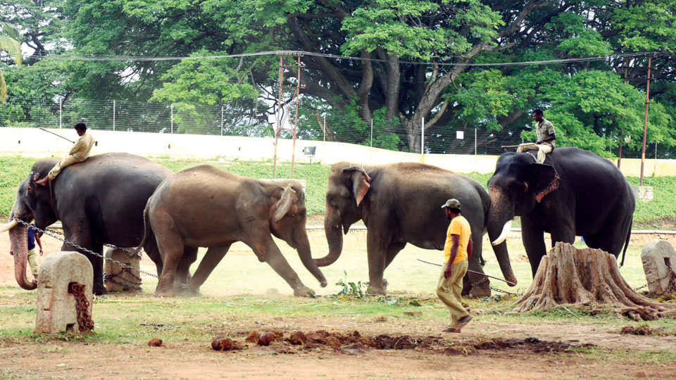 Rajeshwari unchained ! Elephant naughtiness on full display at Mysore Palace
