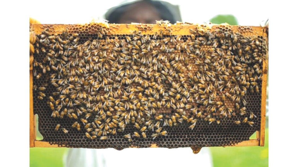 Not so sweet…: Honey trade falls in Kodagu