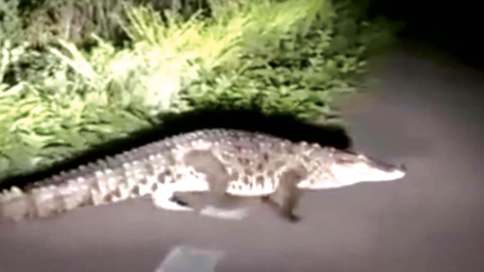 Crocodile spotted near Virija Canal