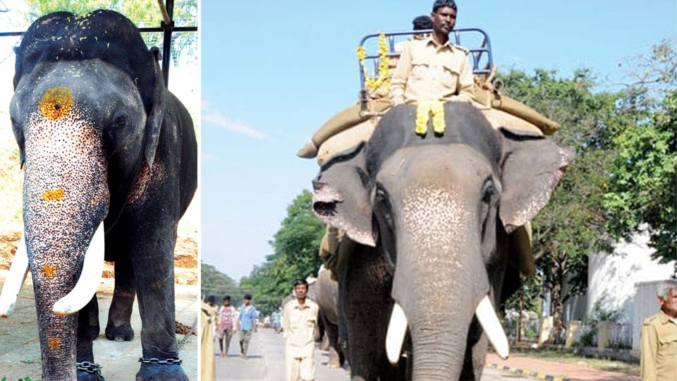 Touted as future Ambari elephant, Dhananjaya carries 800 kgs with ease