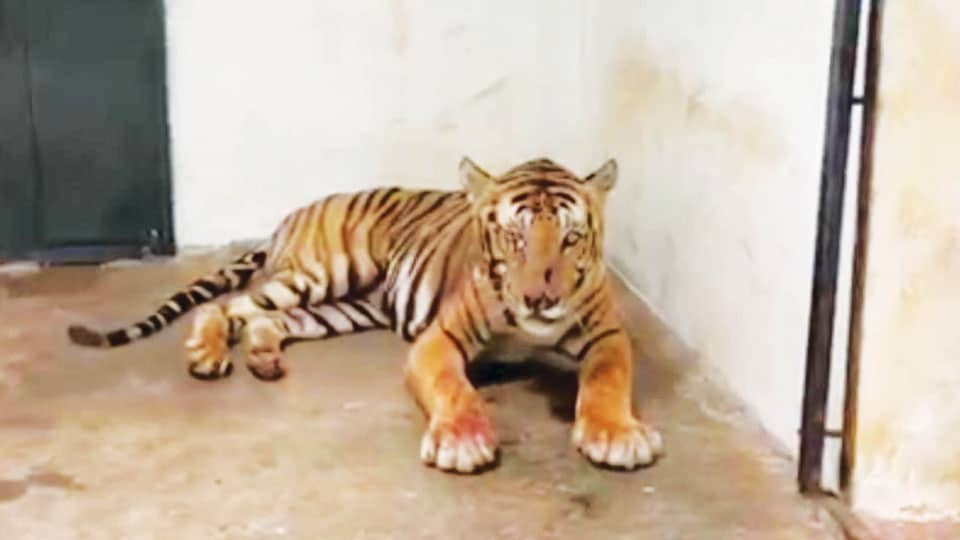 Tiger captured in Tamil Nadu being treated in Mysuru