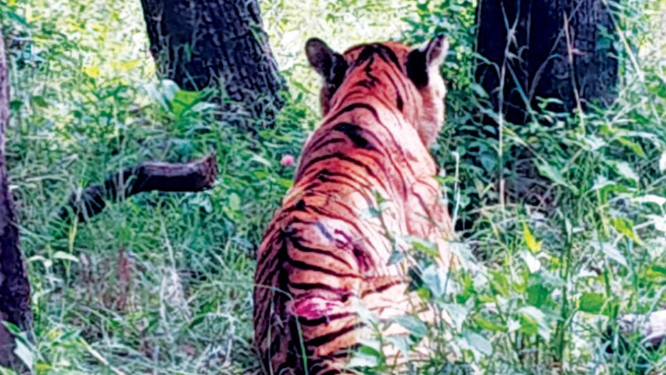 Camera traps set to track injured tiger