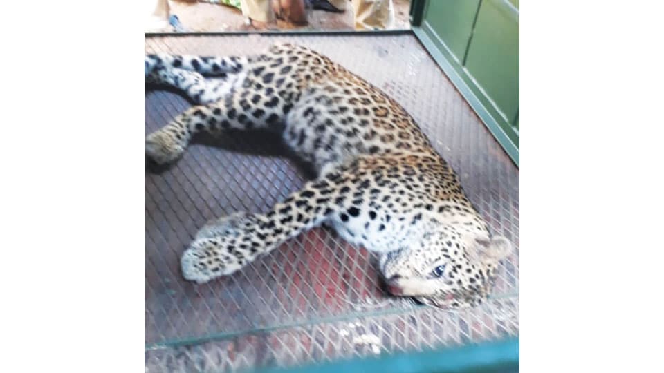 Leopardess trapped in poultry farm