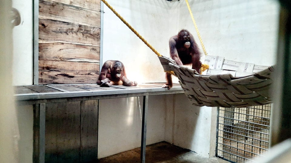 Orangutans on public display at Mysuru Zoo