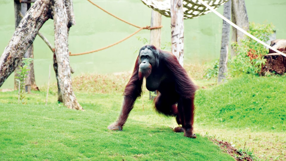 Catch a glimpse of Orangutans at City Zoo