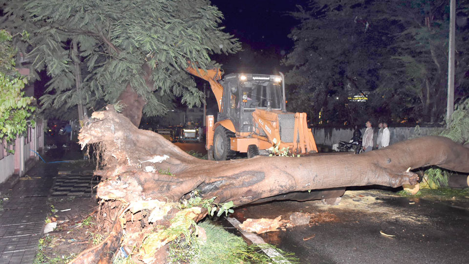 Heavy rains: Driver killed as tree falls on auto at Five Lights Circle