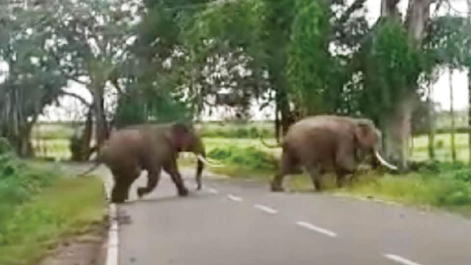 Tusker pair unable to return to forest, roam on Hunsur-H.D. Kote Road