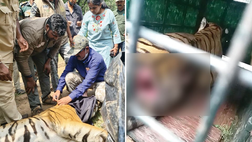 Tiger injured in elephant attack undergoes surgery at Mysuru Zoo