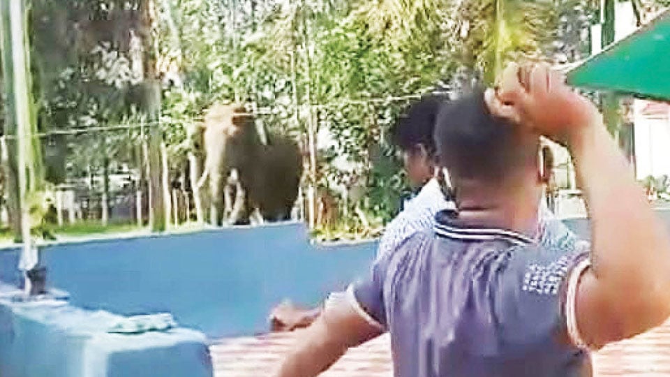 Villagers shout, throw stones to chase wild tusker at Hunsur
