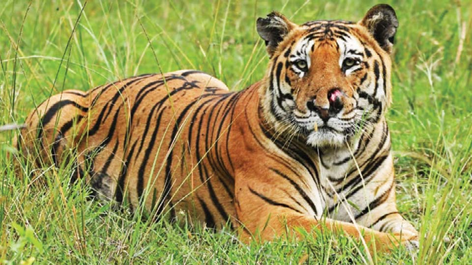 Tiger that was gored by elephant dies at Mysuru Zoo