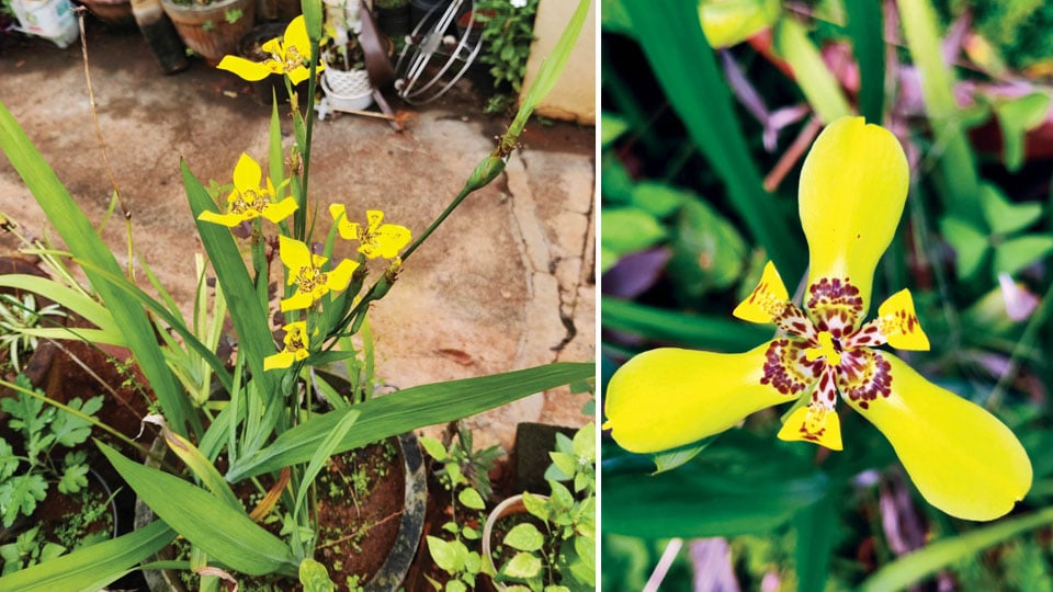 Yellow Walking Iris: Does it walk really?