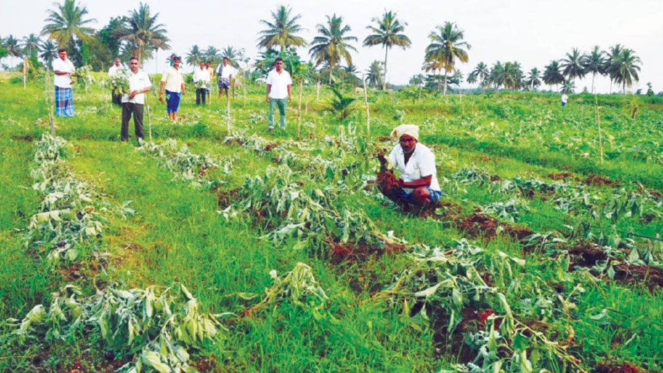 Miscreants destroy brinjal crops at Pandavapura, rains damage cauliflower in Bannur