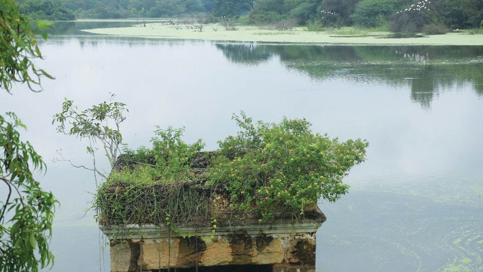 Lingambudhi Lake bund dug up to drain excess water