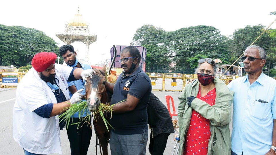 PFA holds free health check-up camp for horses