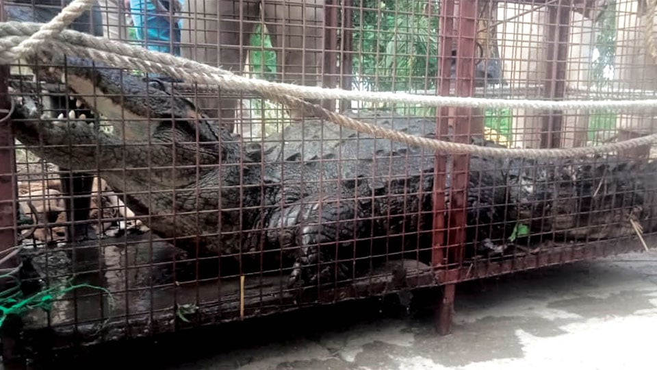 Huge crocodile captured near Ranganathittu, another spotted at Mysuru Sewage Farm