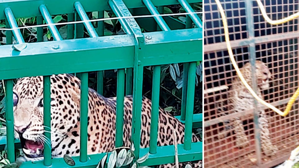Leopards trapped at villages in Hunsur, Nanjangud