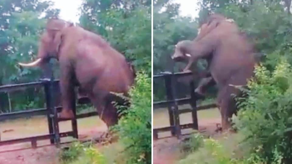 Video of wild tusker climbing rail barricade goes viral on social media