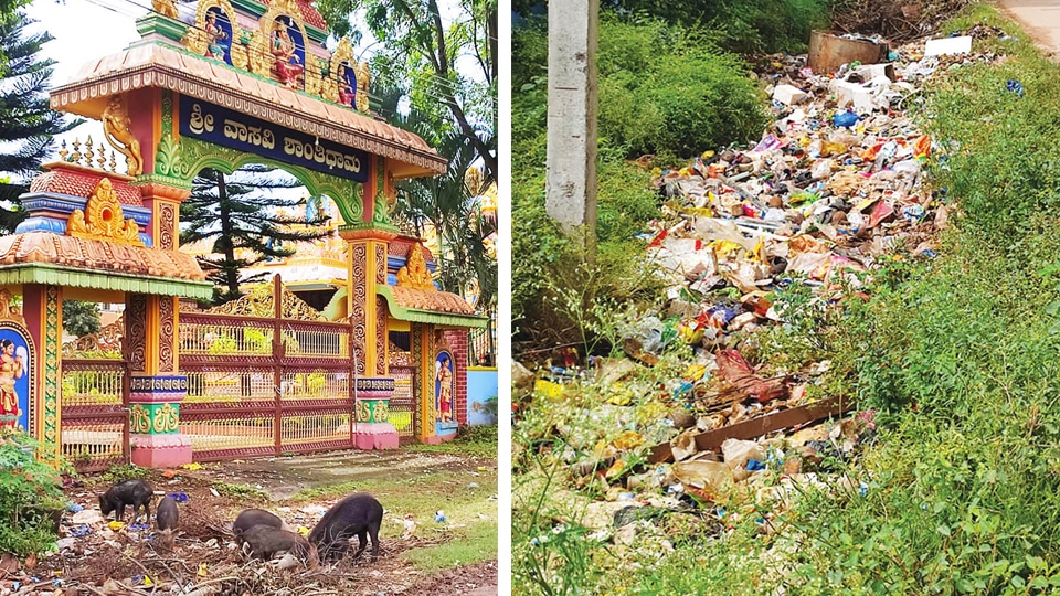 Pigs have a field day as garbage piles up on Nadanahalli Road
