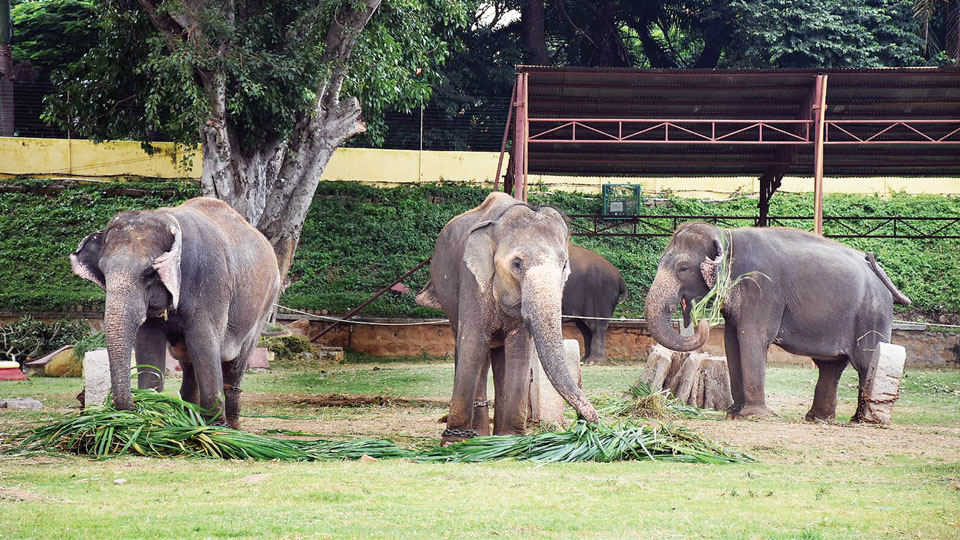 Palace elephants shifted to Gujarat