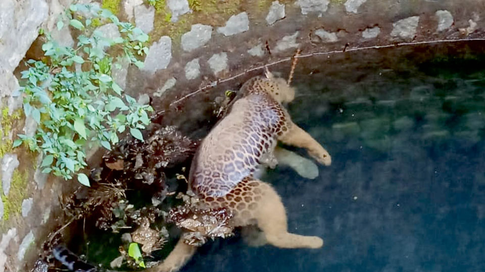 Leopard carcass found in open well at Mallur