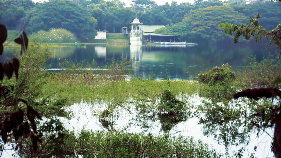 Water weeds choke Kukkarahalli Lake