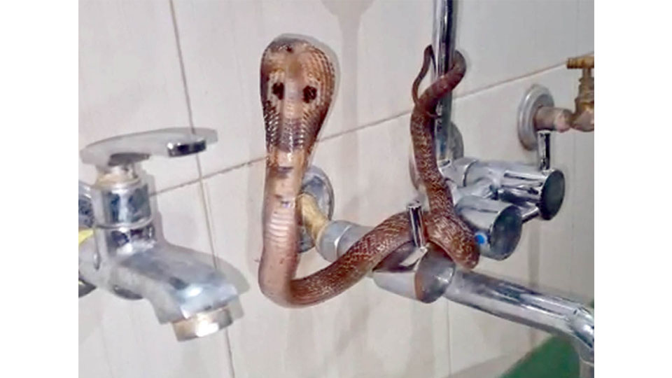 Spectacled Cobra rescued from Srirampura house