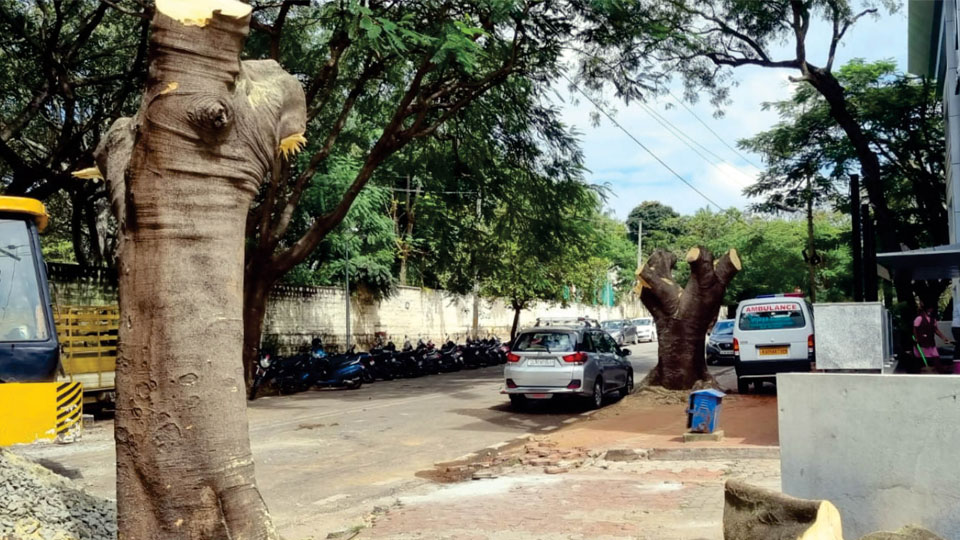 Activists plan ‘funeral rites’ for felled trees at Yadavagiri