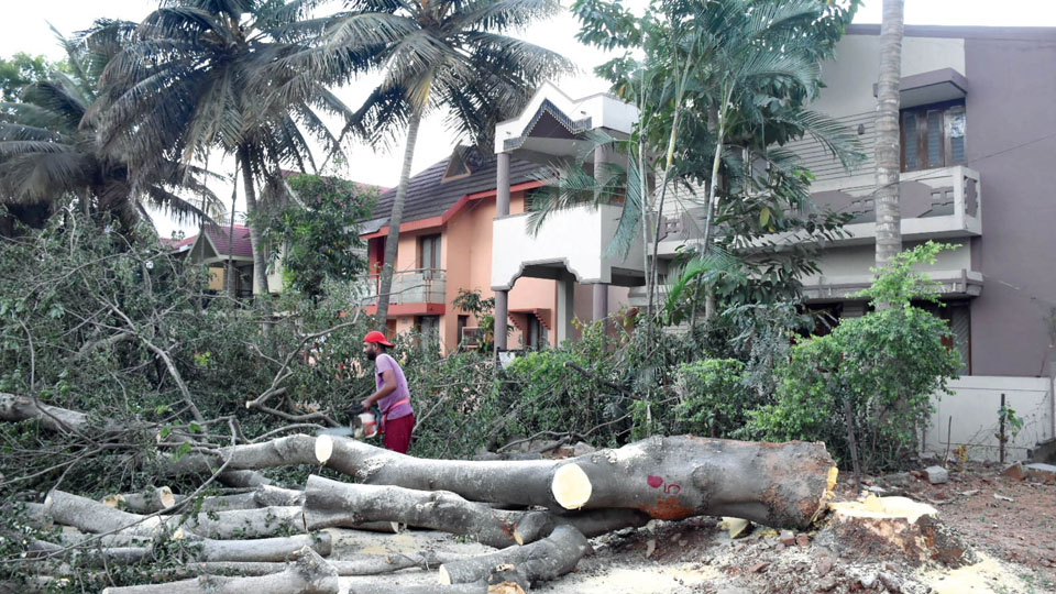 20 fully grown trees axed in Vijayanagar First Stage